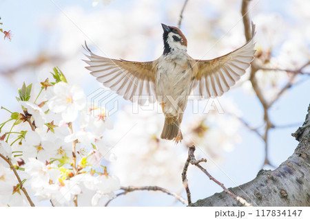 美しいソメイヨシノ（桜）の間を飛び回り盗蜜する可愛いスズメ（スズメ科） 横浜市鶴見区、矢向一丁目公園 117834147
