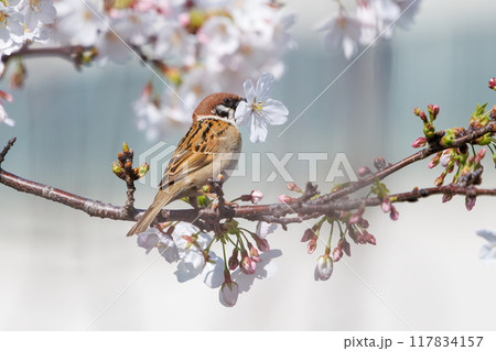 美しいソメイヨシノ（桜）の間を飛び回り盗蜜する可愛いスズメ（スズメ科） 横浜市鶴見区、矢向一丁目公園 117834157