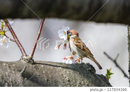 美しいソメイヨシノ（桜）の間を飛び回り盗蜜する可愛いスズメ（スズメ科） 横浜市鶴見区、矢向一丁目公園 117834160