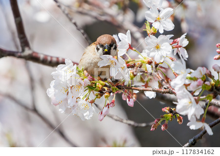 美しいソメイヨシノ（桜）の間を飛び回り盗蜜する可愛いスズメ（スズメ科） 横浜市鶴見区、矢向一丁目公園 117834162