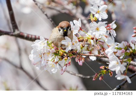 美しいソメイヨシノ（桜）の間を飛び回り盗蜜する可愛いスズメ（スズメ科） 横浜市鶴見区、矢向一丁目公園 117834163