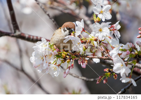 美しいソメイヨシノ（桜）の間を飛び回り盗蜜する可愛いスズメ（スズメ科） 横浜市鶴見区、矢向一丁目公園 117834165