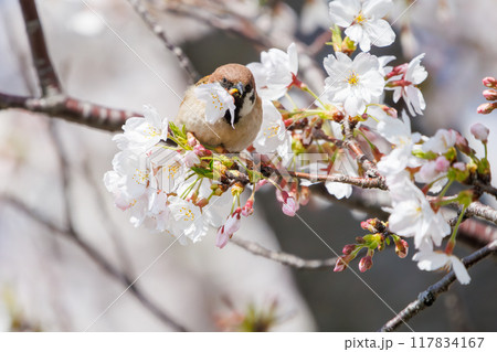 美しいソメイヨシノ（桜）の間を飛び回り盗蜜する可愛いスズメ（スズメ科） 横浜市鶴見区、矢向一丁目公園 117834167