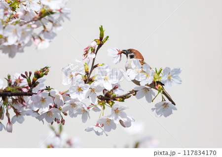 美しいソメイヨシノ（桜）の間を飛び回り盗蜜する可愛いスズメ（スズメ科） 横浜市鶴見区、矢向一丁目公園 117834170