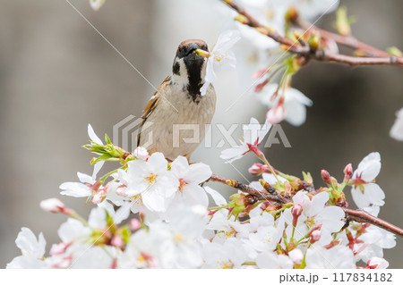 美しいソメイヨシノ（桜）の間を飛び回り盗蜜する可愛いスズメ（スズメ科） 横浜市鶴見区、矢向一丁目公園 117834182