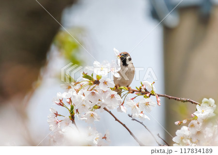 美しいソメイヨシノ（桜）の間を飛び回り盗蜜する可愛いスズメ（スズメ科） 横浜市鶴見区、矢向一丁目公園 117834189