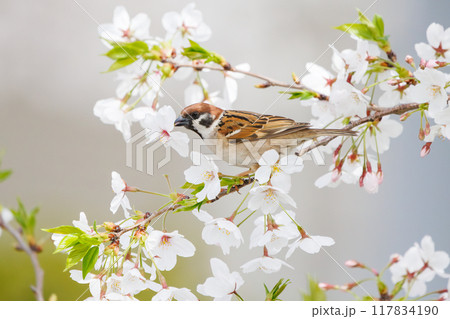 美しいソメイヨシノ（桜）の間を飛び回り盗蜜する可愛いスズメ（スズメ科） 横浜市鶴見区、矢向一丁目公園 117834190