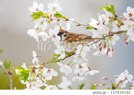 美しいソメイヨシノ（桜）の間を飛び回り盗蜜する可愛いスズメ（スズメ科） 横浜市鶴見区、矢向一丁目公園 117834192