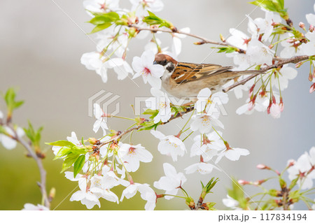 美しいソメイヨシノ（桜）の間を飛び回り盗蜜する可愛いスズメ（スズメ科） 横浜市鶴見区、矢向一丁目公園 117834194