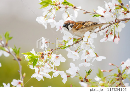 美しいソメイヨシノ（桜）の間を飛び回り盗蜜する可愛いスズメ（スズメ科） 横浜市鶴見区、矢向一丁目公園 117834195