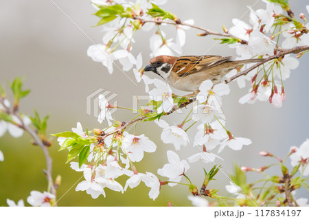美しいソメイヨシノ（桜）の間を飛び回り盗蜜する可愛いスズメ（スズメ科） 横浜市鶴見区、矢向一丁目公園 117834197
