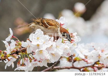 美しいソメイヨシノ（桜）の間を飛び回り盗蜜する可愛いスズメ（スズメ科） 横浜市鶴見区、矢向一丁目公園 117834214