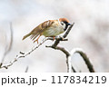 美しいソメイヨシノ（桜）の間を飛び回り盗蜜する可愛いスズメ（スズメ科） 横浜市鶴見区、矢向一丁目公園 117834219