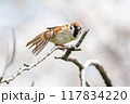 美しいソメイヨシノ（桜）の間を飛び回り盗蜜する可愛いスズメ（スズメ科） 横浜市鶴見区、矢向一丁目公園 117834220