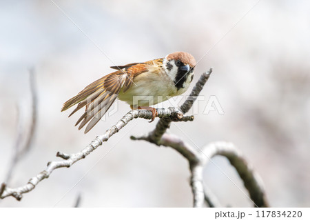 美しいソメイヨシノ（桜）の間を飛び回り盗蜜する可愛いスズメ（スズメ科） 横浜市鶴見区、矢向一丁目公園 117834220