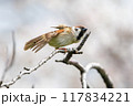 美しいソメイヨシノ（桜）の間を飛び回り盗蜜する可愛いスズメ（スズメ科） 横浜市鶴見区、矢向一丁目公園 117834221