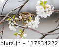 美しいソメイヨシノ（桜）の間を飛び回り盗蜜する可愛いスズメ（スズメ科） 横浜市鶴見区、矢向一丁目公園 117834222