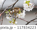 美しいソメイヨシノ（桜）の間を飛び回り盗蜜する可愛いスズメ（スズメ科） 横浜市鶴見区、矢向一丁目公園 117834223