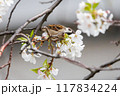 美しいソメイヨシノ（桜）の間を飛び回り盗蜜する可愛いスズメ（スズメ科） 横浜市鶴見区、矢向一丁目公園 117834224