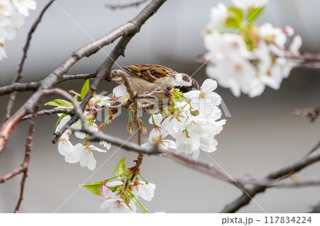 美しいソメイヨシノ（桜）の間を飛び回り盗蜜する可愛いスズメ（スズメ科） 横浜市鶴見区、矢向一丁目公園 117834224