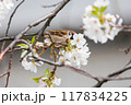 美しいソメイヨシノ（桜）の間を飛び回り盗蜜する可愛いスズメ（スズメ科） 横浜市鶴見区、矢向一丁目公園 117834225