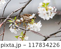 美しいソメイヨシノ（桜）の間を飛び回り盗蜜する可愛いスズメ（スズメ科） 横浜市鶴見区、矢向一丁目公園 117834226