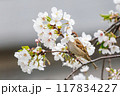 美しいソメイヨシノ（桜）の間を飛び回り盗蜜する可愛いスズメ（スズメ科） 横浜市鶴見区、矢向一丁目公園 117834227