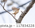 美しいソメイヨシノ（桜）の間を飛び回り盗蜜する可愛いスズメ（スズメ科） 横浜市鶴見区、矢向一丁目公園 117834228