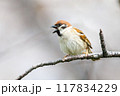 美しいソメイヨシノ（桜）の間を飛び回り盗蜜する可愛いスズメ（スズメ科） 横浜市鶴見区、矢向一丁目公園 117834229