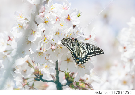美しいソメイヨシノ（桜）の間を飛び回る美しいアゲハチョウ 横浜市鶴見区、矢向一丁目公園にて 117834250