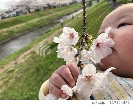 初めての桜の匂いを嗅ぐ赤ちゃん 117834372