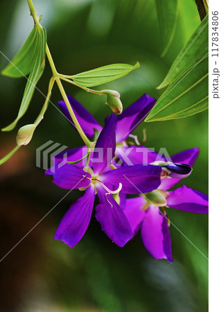 紫紺野牡丹 紫紺野牡丹 117834806