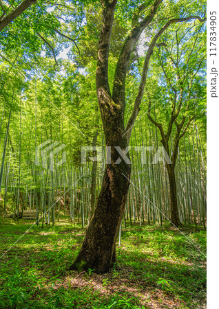 石清水八幡宮境内の竹林 京都府八幡市 石清水八幡宮境内の竹林 京都府八幡市 117834905