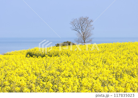 海の見える菜の花畑 117835023