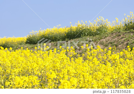 菜の花畑と青空 菜の花畑と青空 117835028