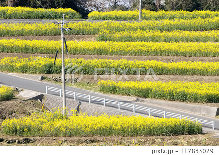 菜の花畑のある風景 117835029