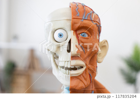 Human anatomy model showing skeletal and muscular system Human anatomy model showing skeletal and muscular system 117835204