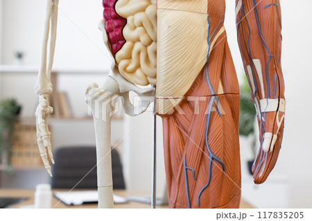 Human anatomy model showing bones, organs, muscles, and veins 117835205