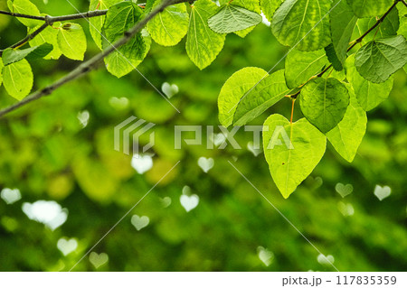 ハートの形の葉っぱ ハートの形の葉っぱ 117835359