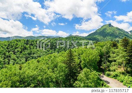 層雲峡黒岳山麓を歩く 層雲峡黒岳山麓を歩く 117835717