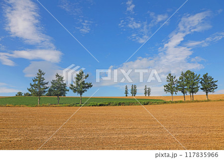 美瑛の丘と樹々 117835966