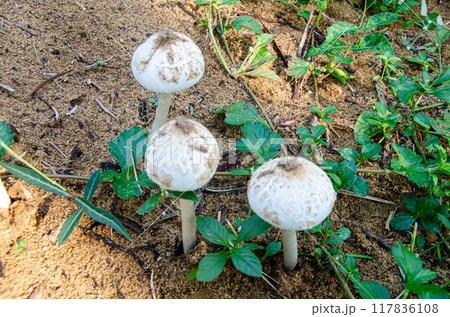 Chlorophyllum molybdites mushrooms 117836108