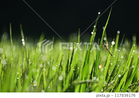 朝露を纏って輝く稲穂とトンボ クローズアップ 朝露を纏って輝く稲穂とトンボ クローズアップ 117836176