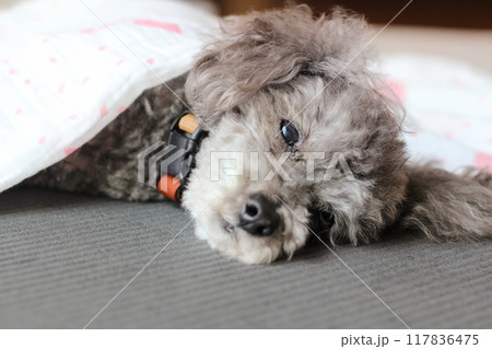 横になるトイプードル　老犬の表情　目やにがついている 117836475