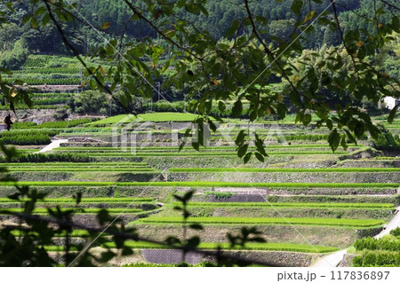 8月の鹿里の棚田（八女市星野村）　天空の里鹿里（ろくり） 117836897