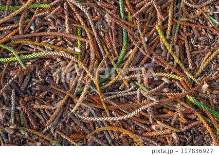 ノーフォーク松 117836927