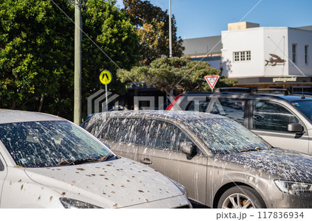 鳥のフン 117836934