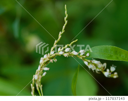 タデ科シロバナサクラタデの花 117837143