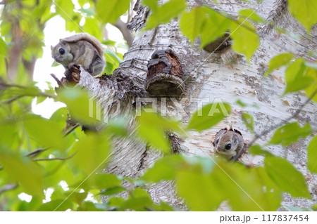 北海道の公園で巣穴から顔を出すエゾモモンガと枝に座るエゾモモンガと若葉 117837454