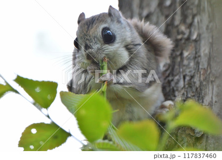 北海道の公園で枝に座って若葉を食べるエゾモモンガ 117837460